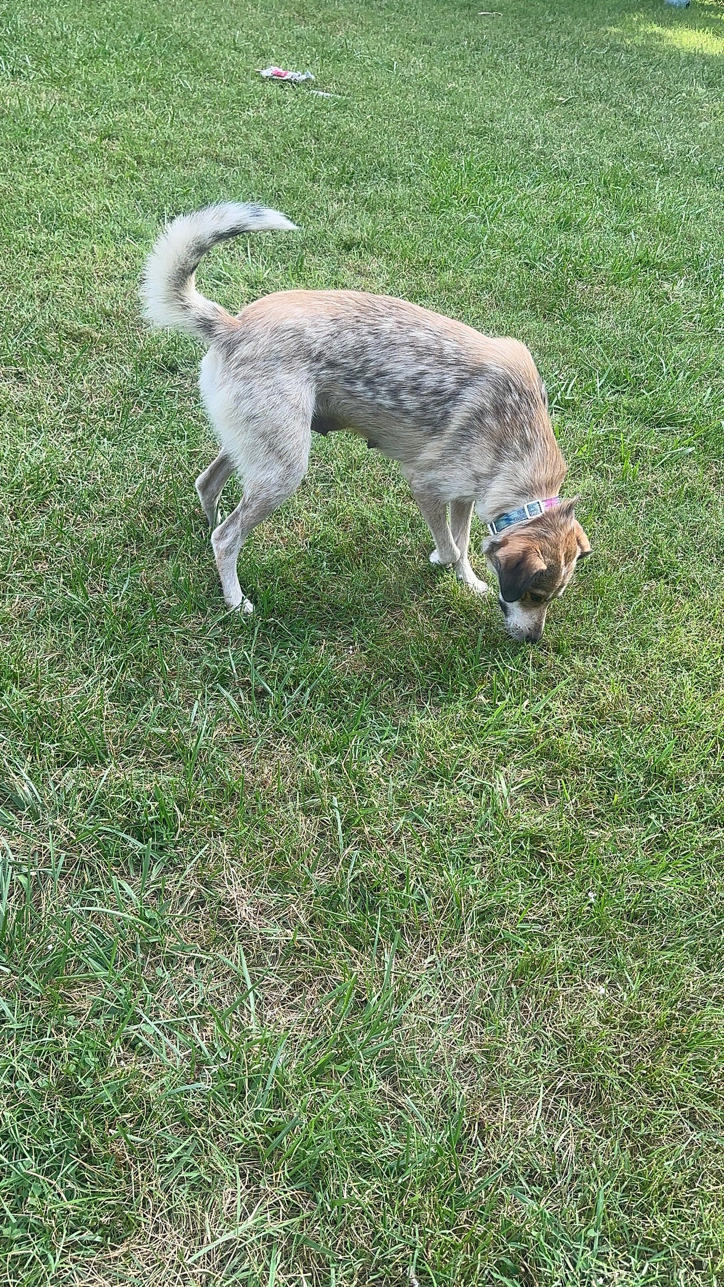 Zora